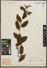 Foto von Salix phylicifolia var. sinensis Hand.-Mazz.